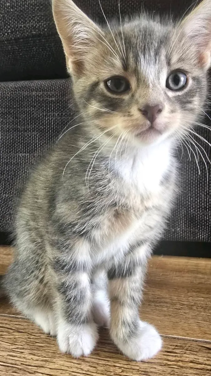 Kitten - Image 3