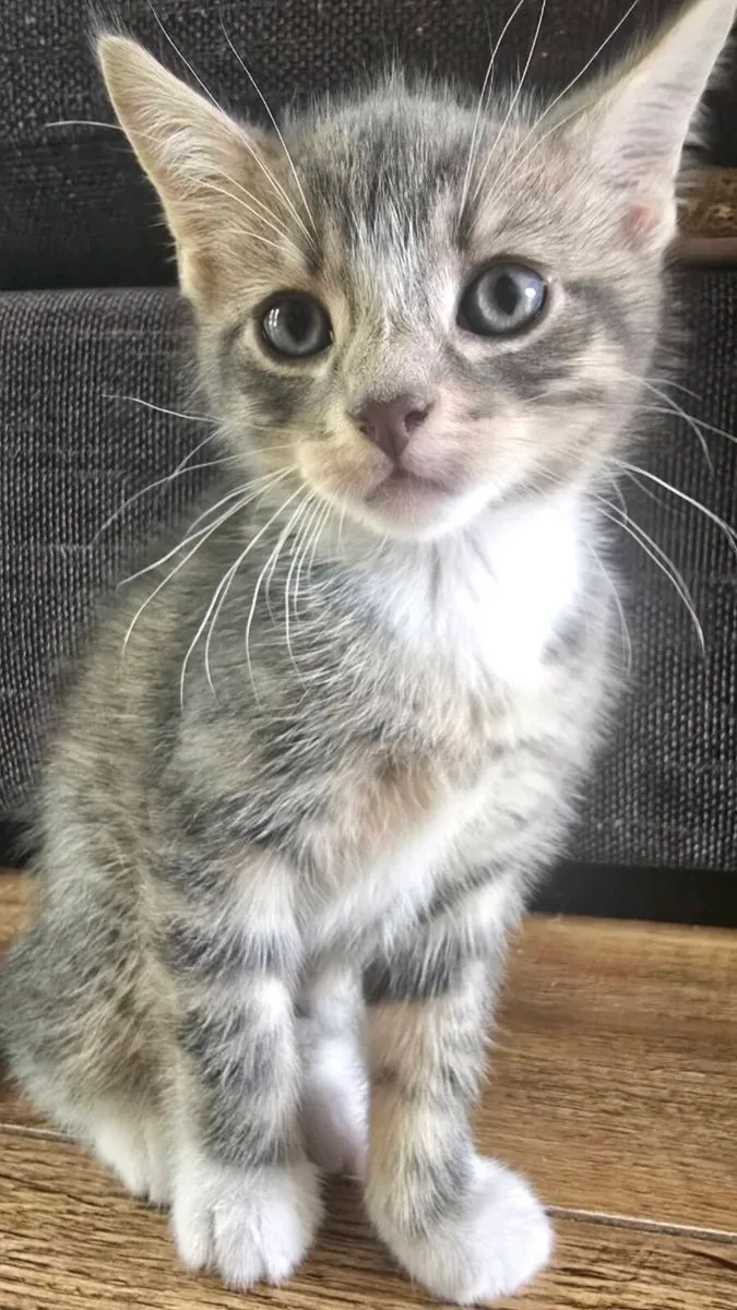 Kitten - Image 4