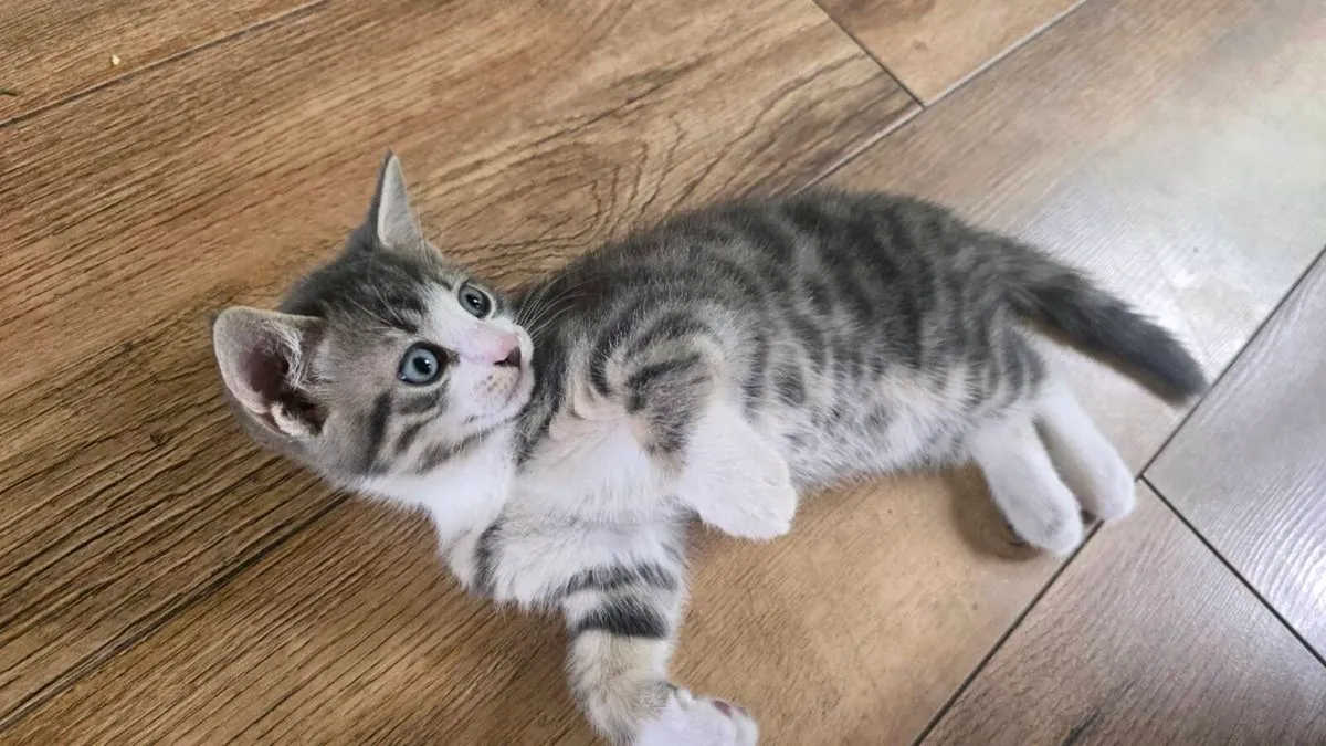 Kitten - Image 1