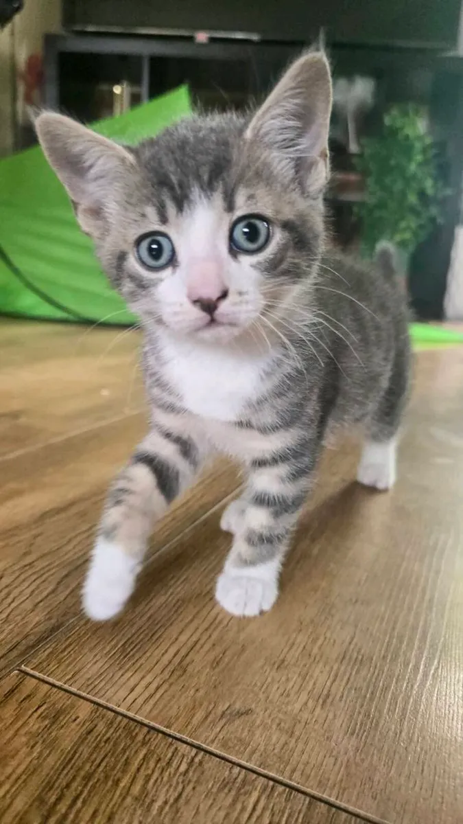 Kitten - Image 2