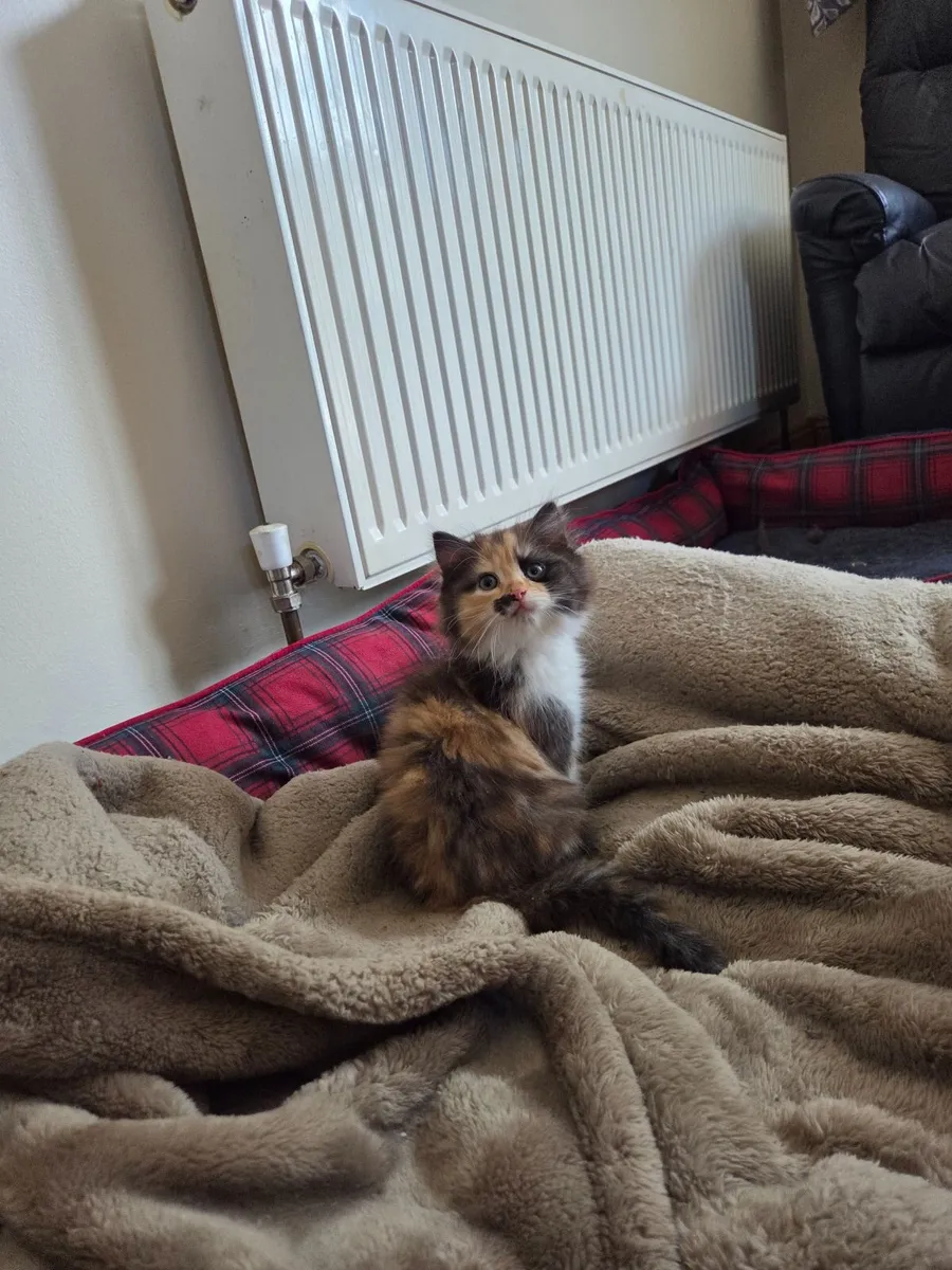 Persian / turkish van kittens - Image 1