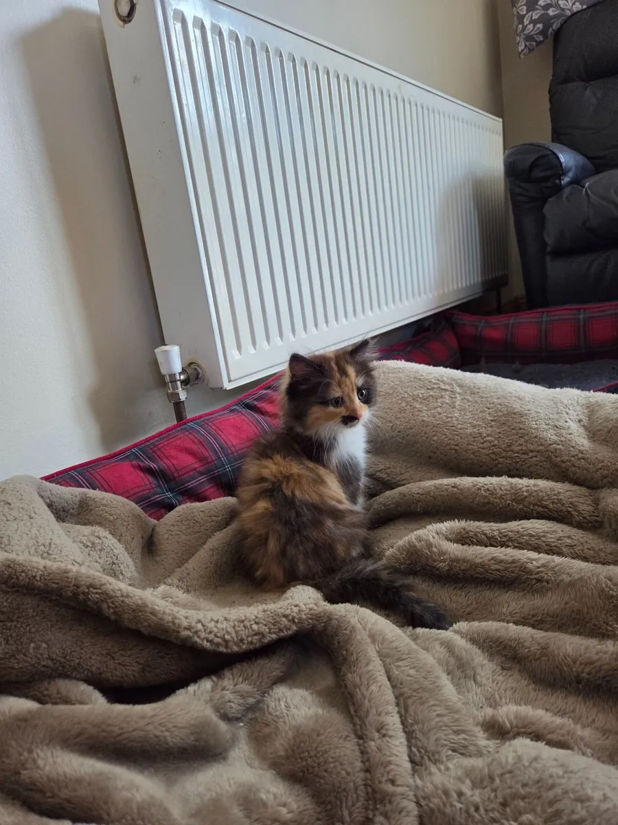 Persian / turkish van kittens - Image 2