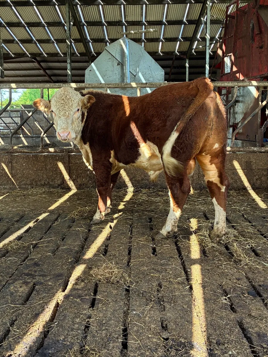 Hereford bull - Image 2
