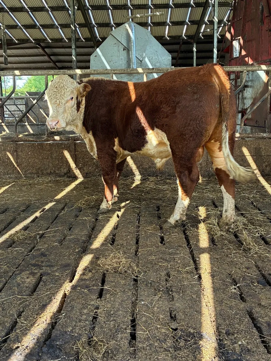 Hereford bull - Image 3