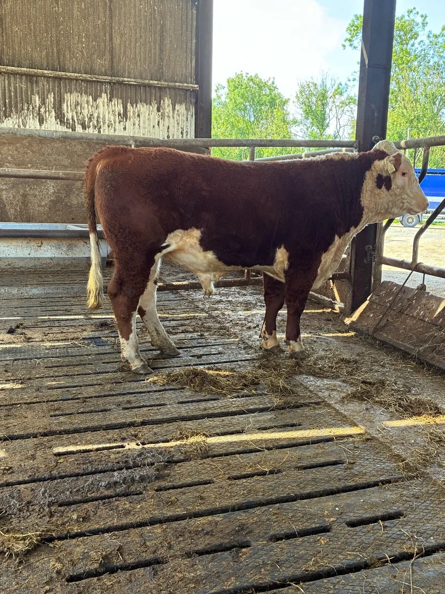 Hereford bull - Image 4