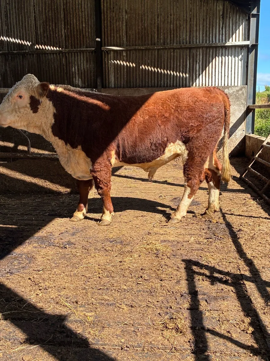 Hereford bull - Image 1
