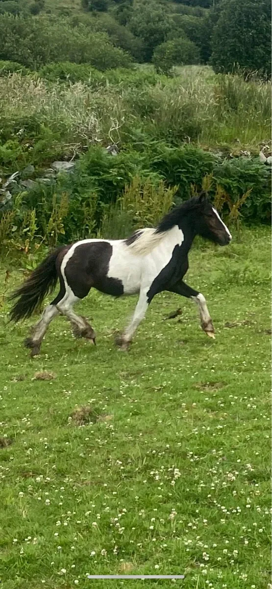 Lovely yearling colt to make 12.2 - Image 1