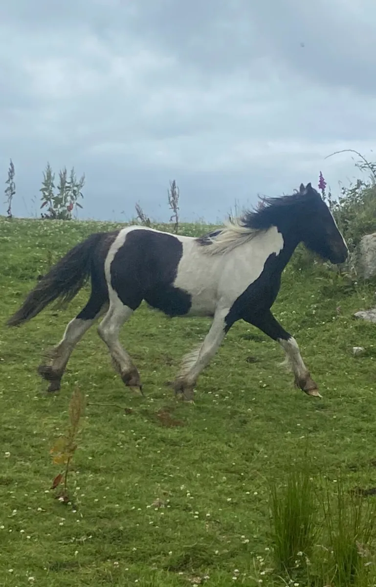 Lovely yearling colt to make 12.2 - Image 2