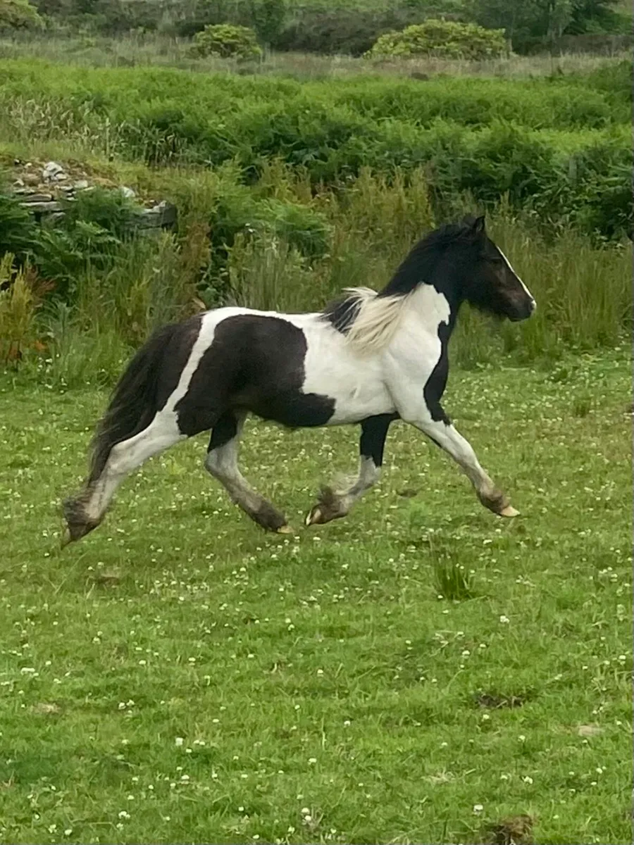 Lovely yearling colt to make 12.2 - Image 3