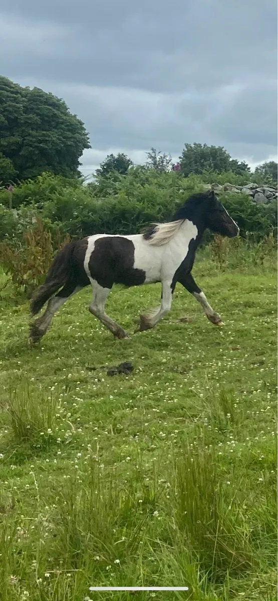 Lovely yearling colt to make 12.2 - Image 4