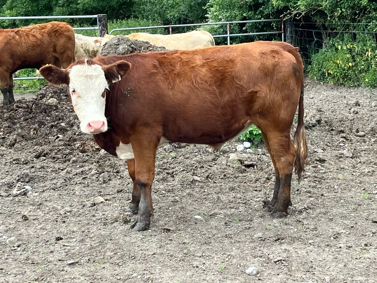 Super 400Kg Suckler Bred CH & LIM Bullocks - Image 3