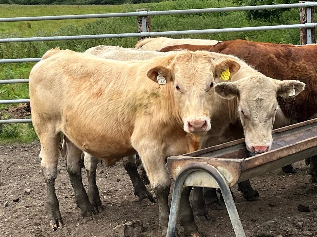 Super 400Kg Suckler Bred CH & LIM Bullocks - Image 2