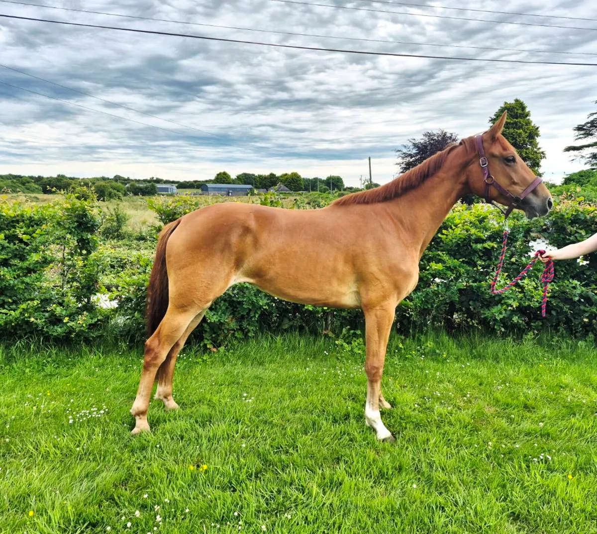 3yr old Sir Jim Jim - Image 2