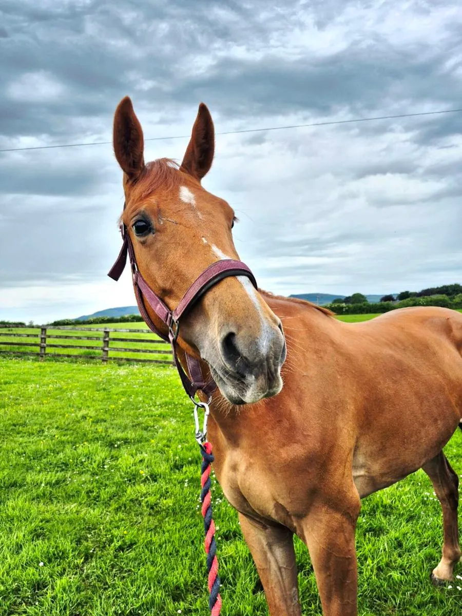 3yr old Sir Jim Jim - Image 4