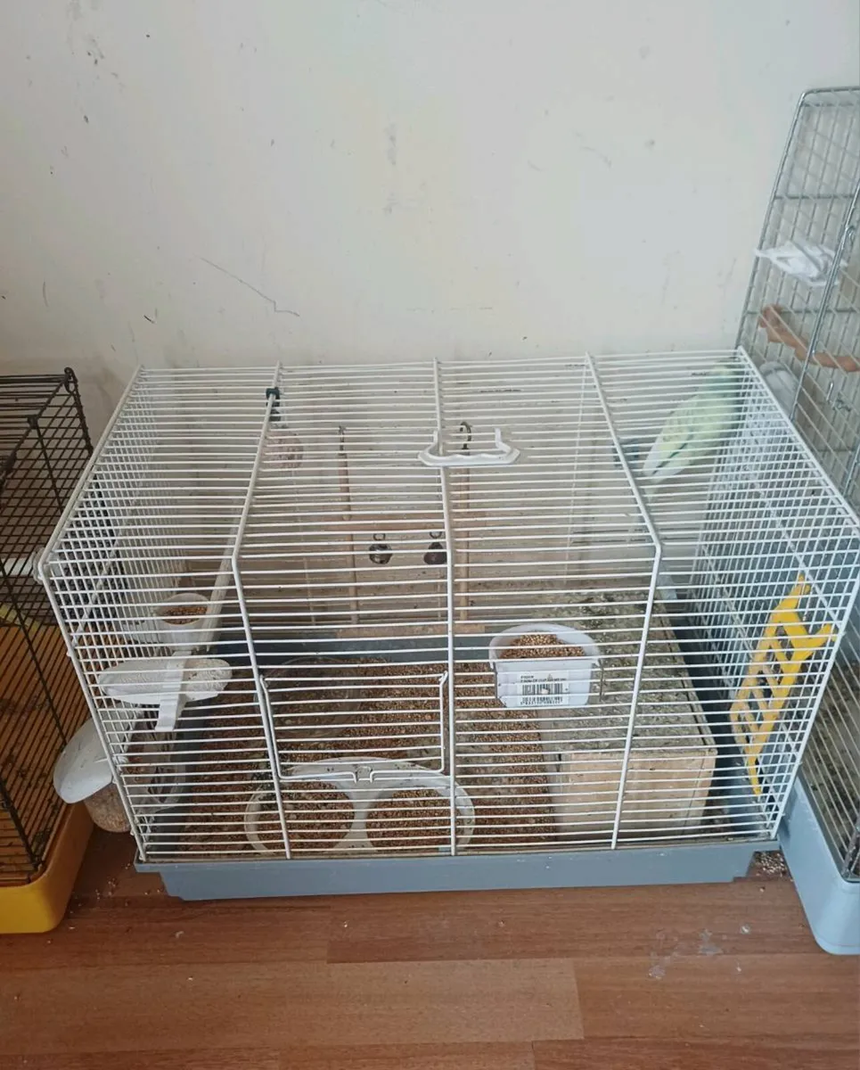 Adorable Budgies - Image 4