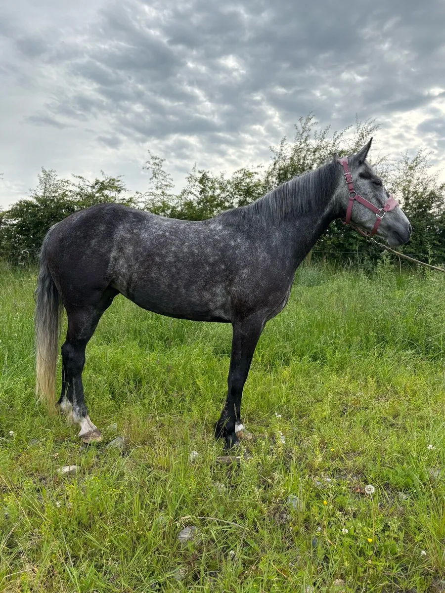 Allrounder Connemara x Irish Draft - Image 1