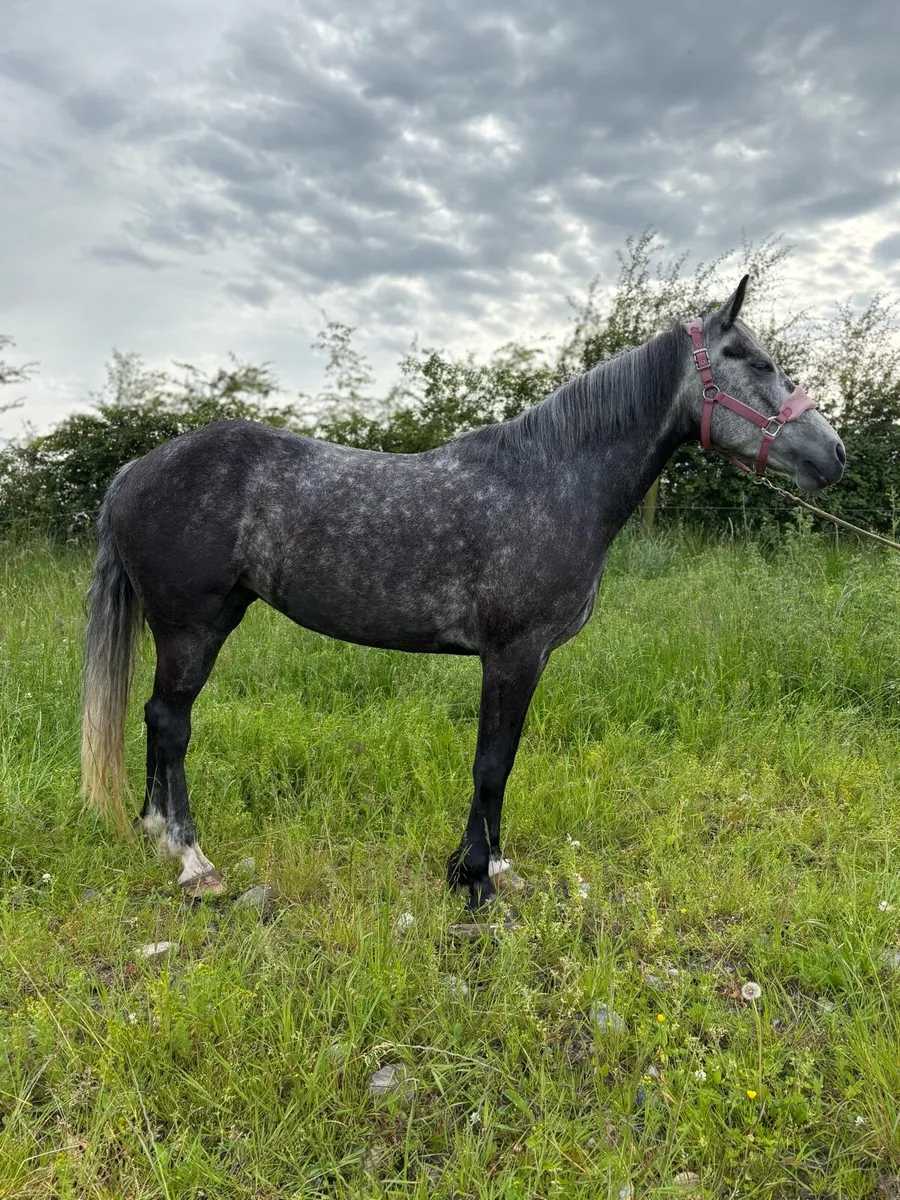 Allrounder Connemara x Irish Draft - Image 2