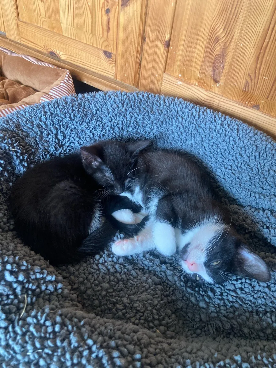 Two Perfect Kittens to loving famaly - Image 4