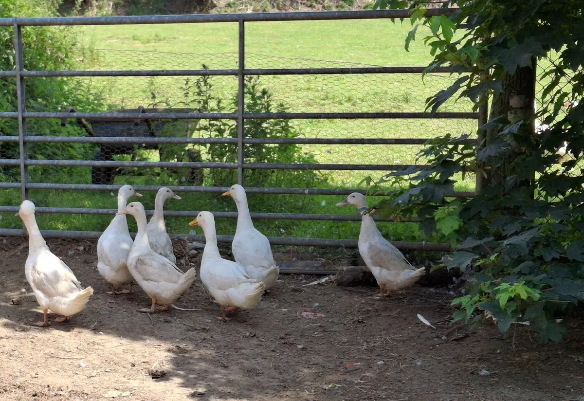 Ducks - Image 1