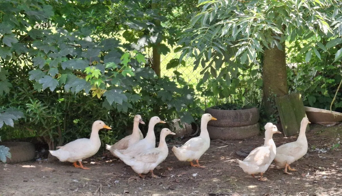 Ducks - Image 2