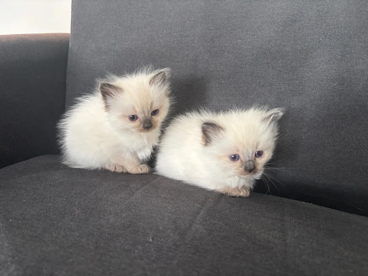 Ragdoll cats Purebred - Image 1