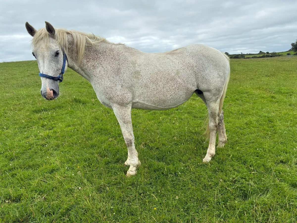 Mare of sale
