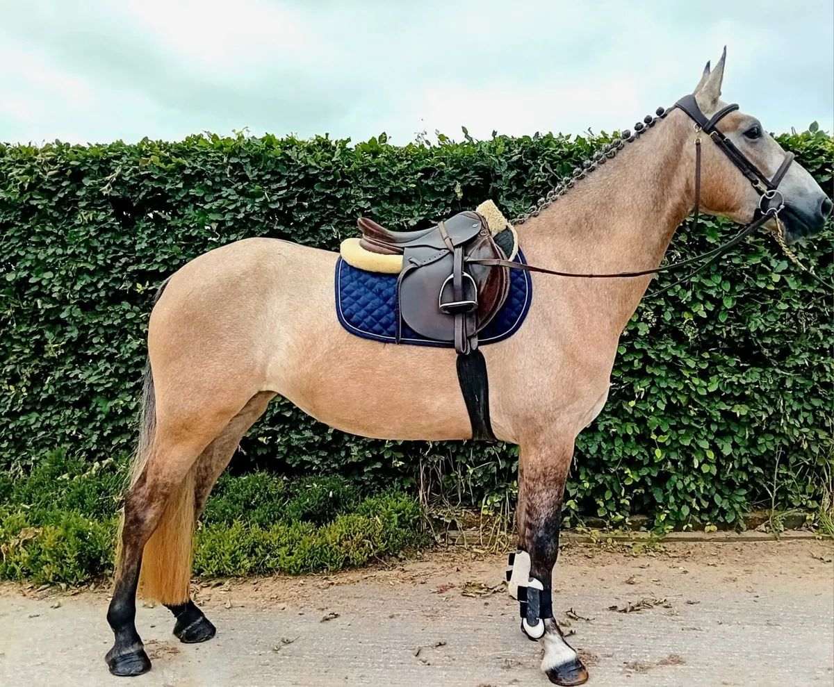 4 yr old Dun All Rounder. - Image 1