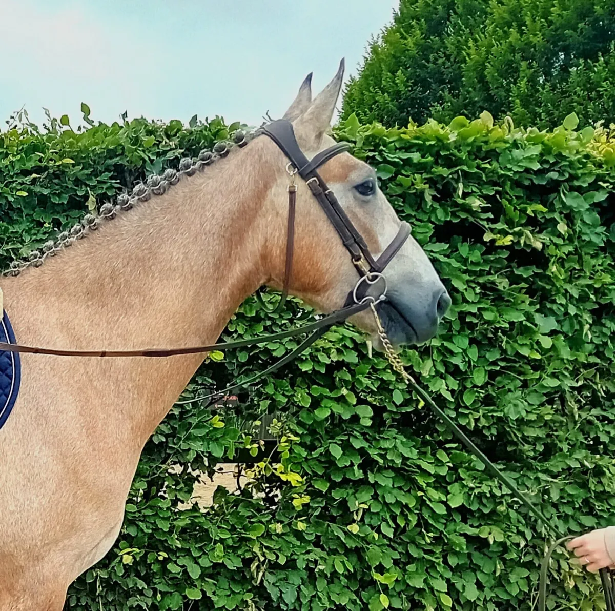 4 yr old Dun All Rounder. - Image 2