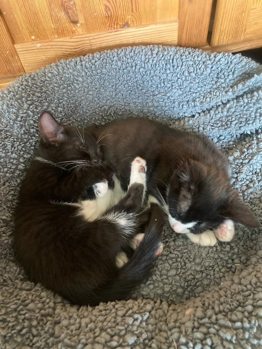Two Perfect Kittens to loving famaly - Image 3