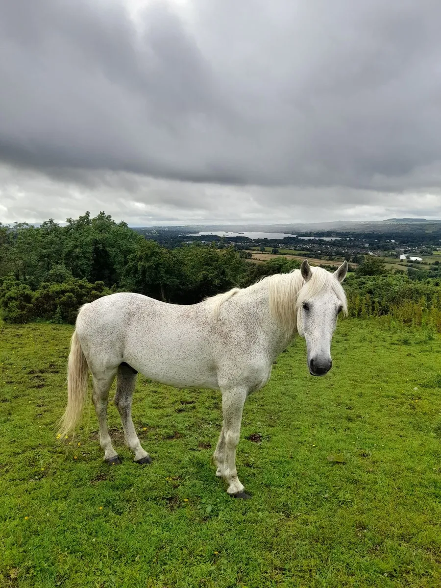 connemara stallion for good home - Image 2