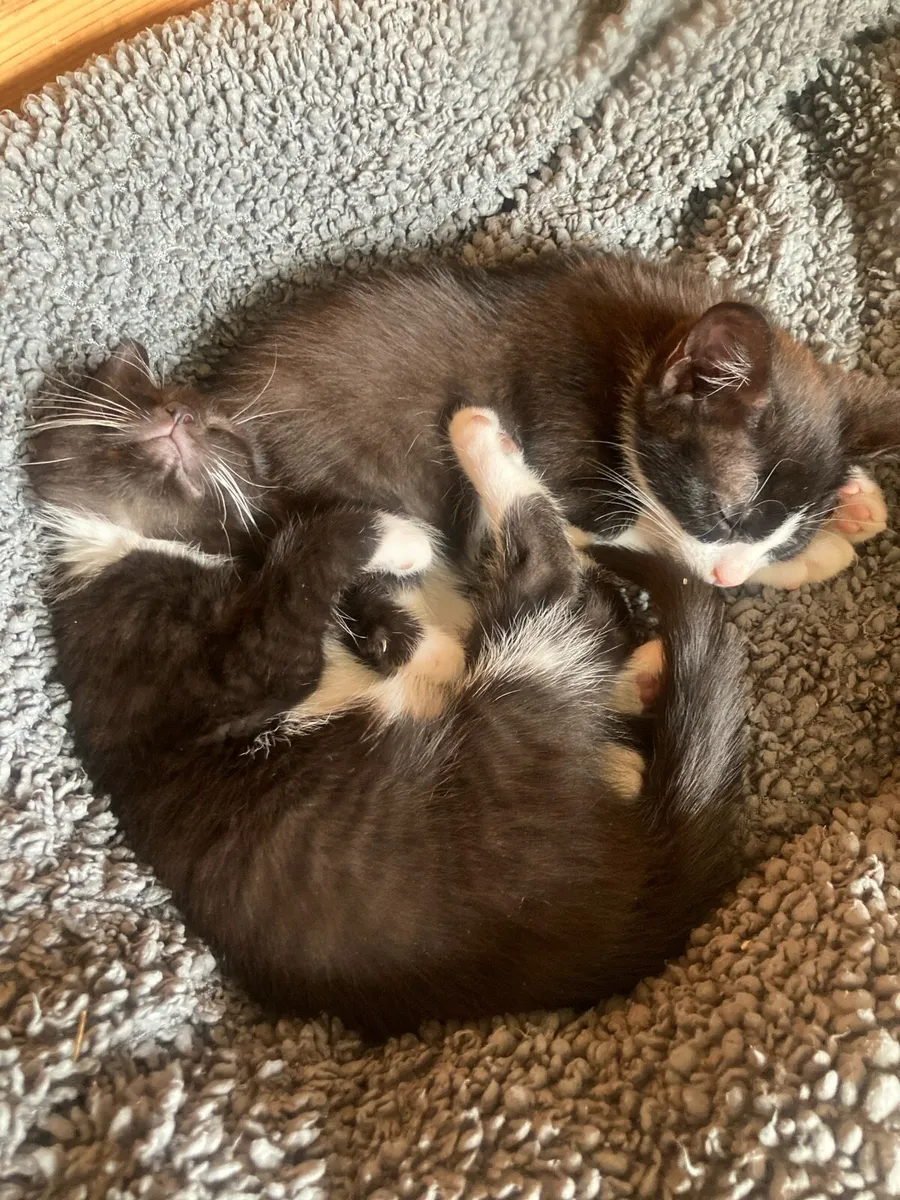 Two Perfect Kittens to loving famaly - Image 2
