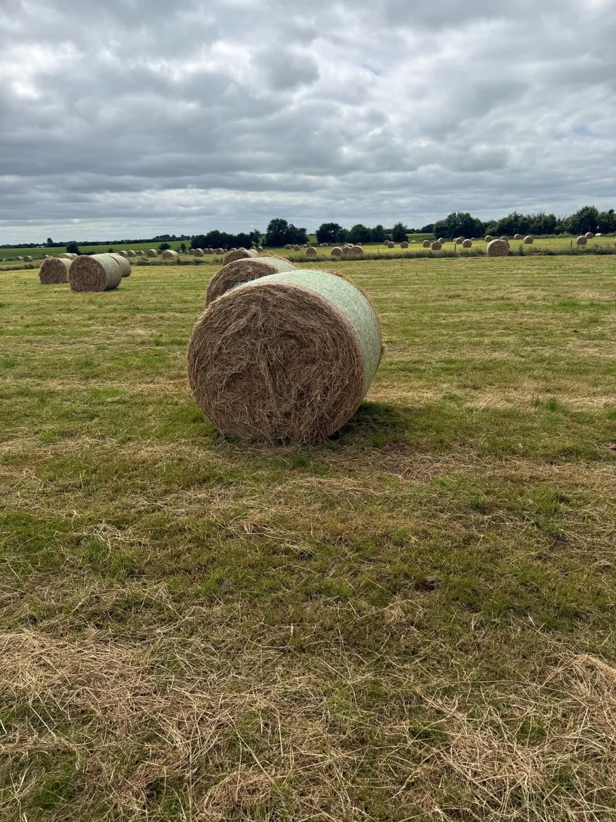 Top quality green hay - Image 1