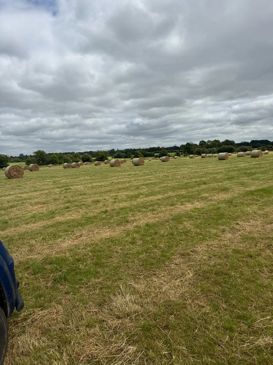 Top quality green hay - Image 2