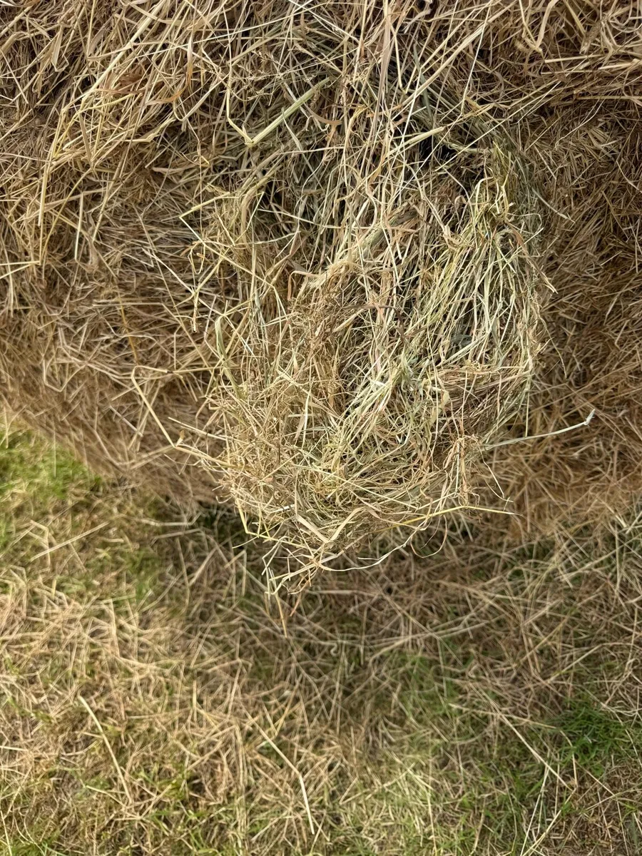 Top quality green hay - Image 3