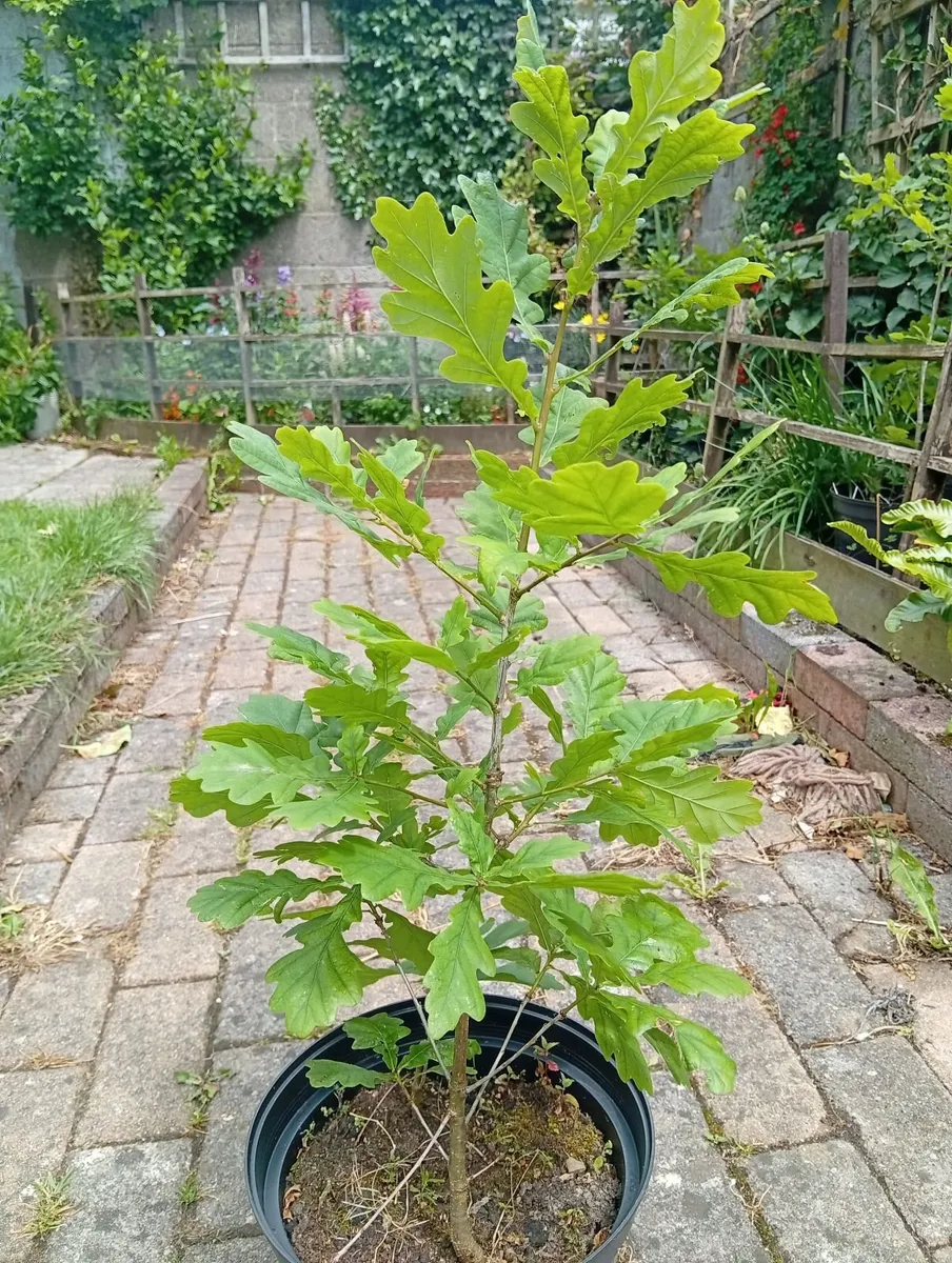 Oak Trees - Image 1