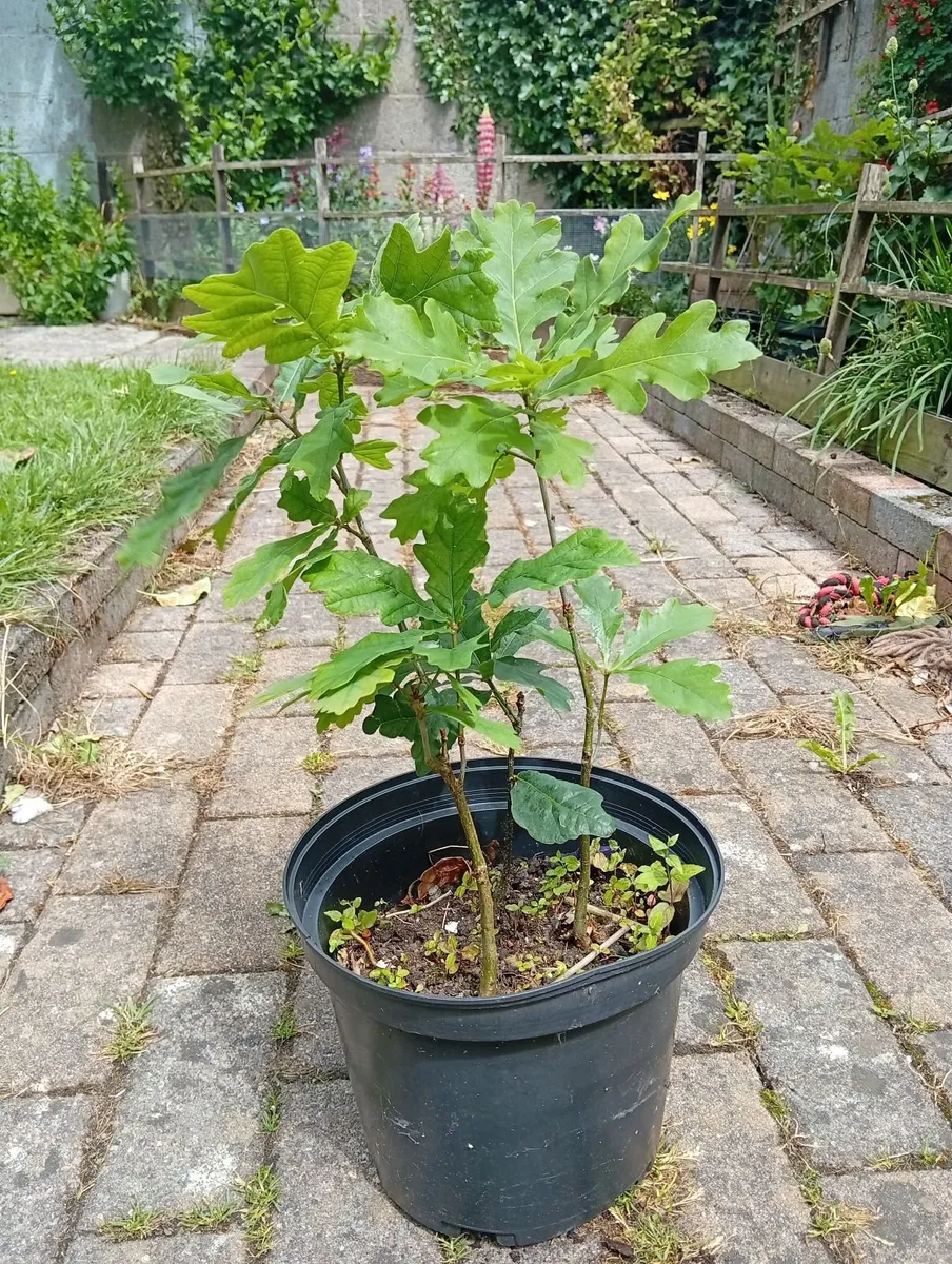 Oak Trees - Image 2
