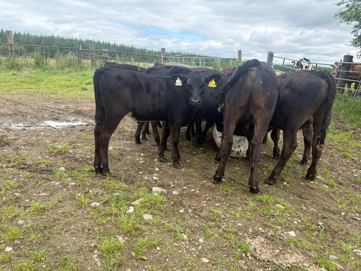 15 Angus runners - Image 2