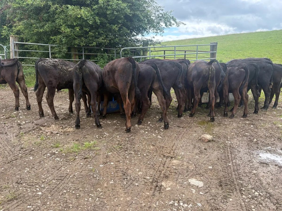 15 Angus runners - Image 3