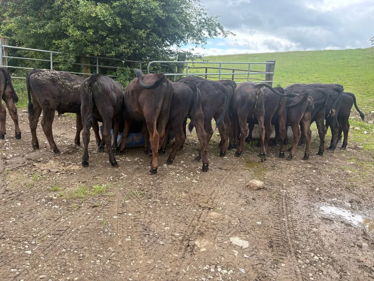 15 Angus runners - Image 4