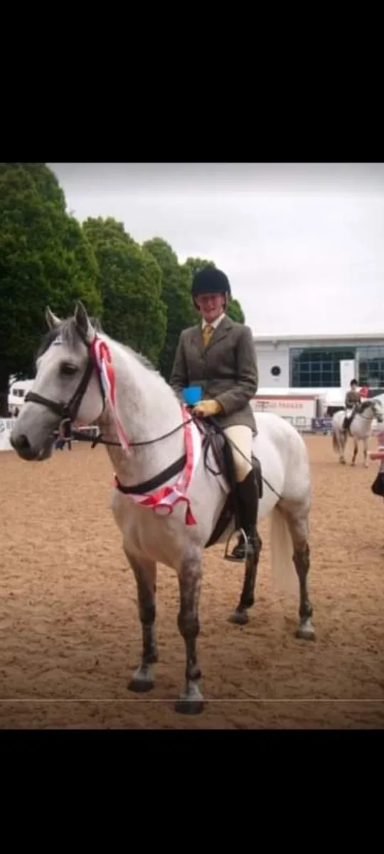 connemara stallion for good home - Image 3