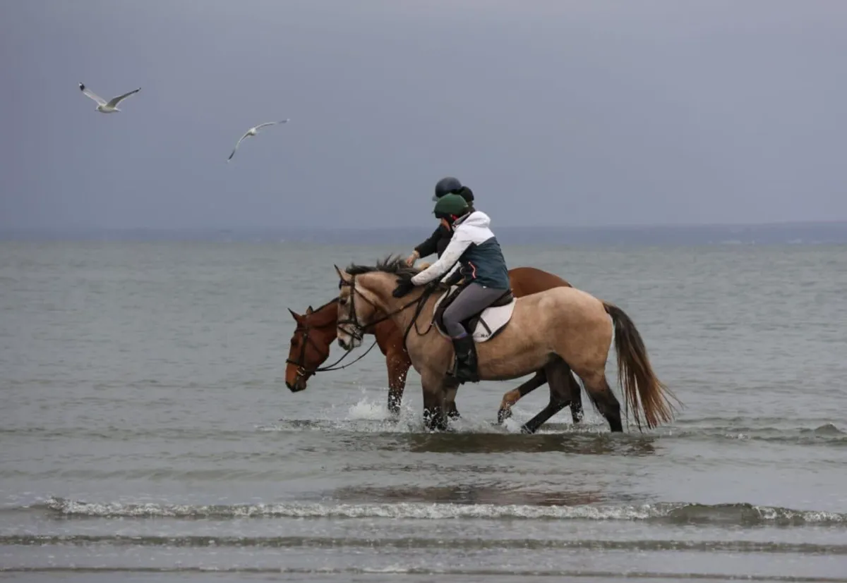 4 yr old Dun All Rounder. - Image 3