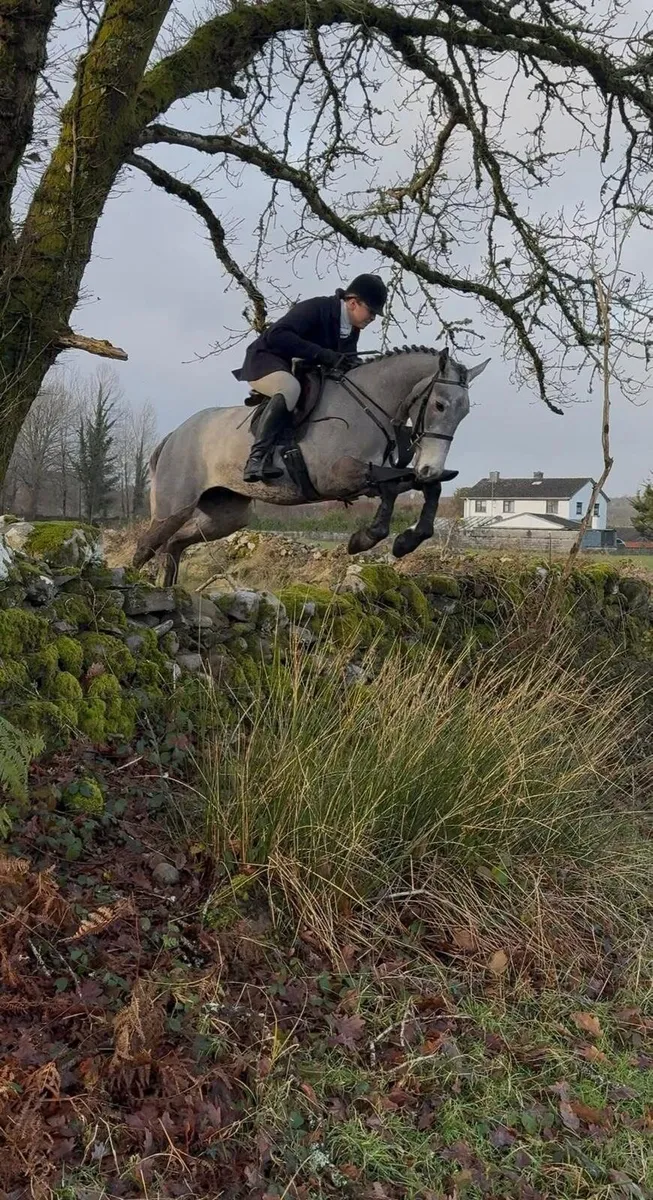 4 yr old Dun All Rounder. - Image 4