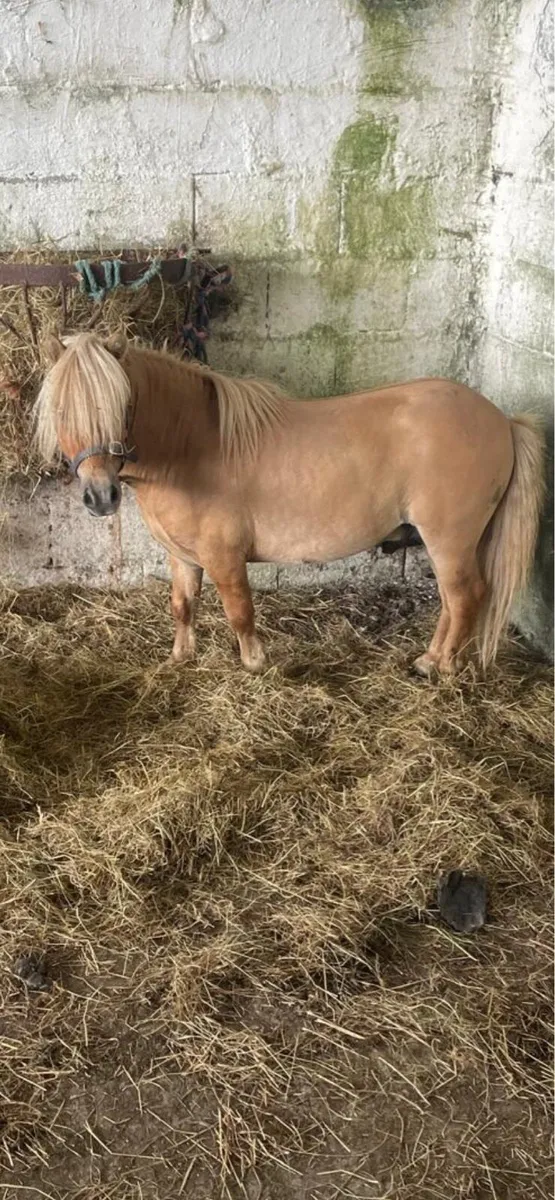 Miniature stallion - Image 2