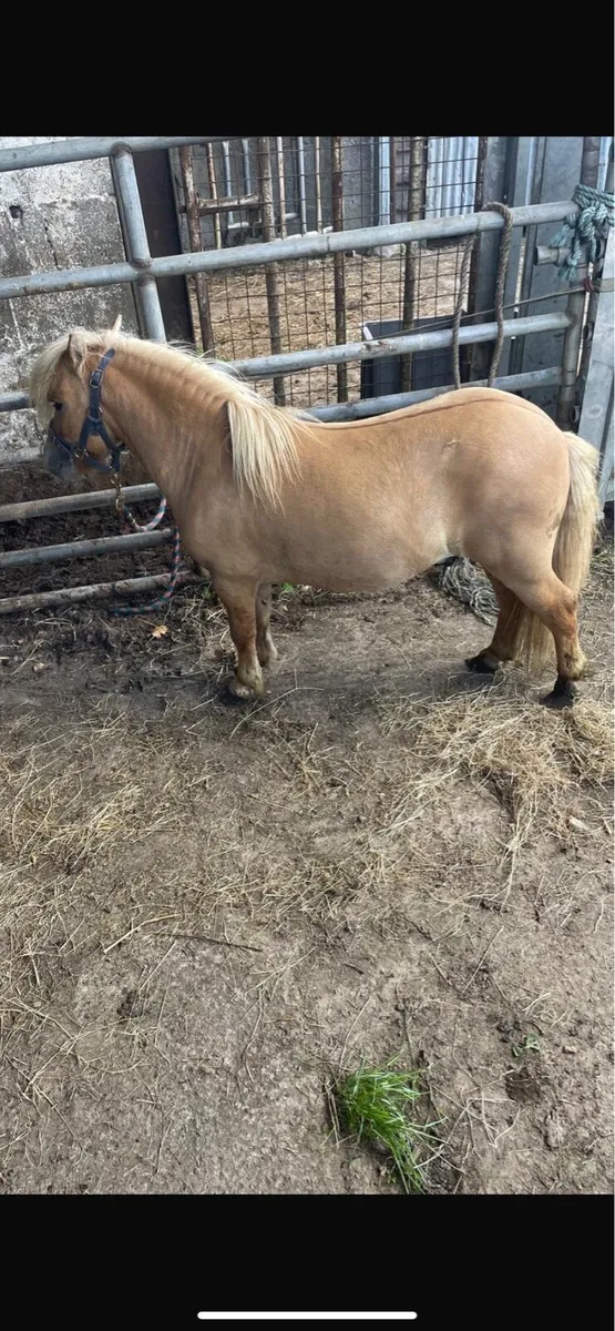 Miniature stallion - Image 1