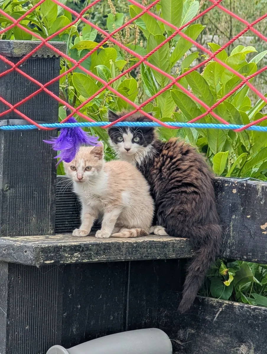 FREE Kittens to a good home - Image 2