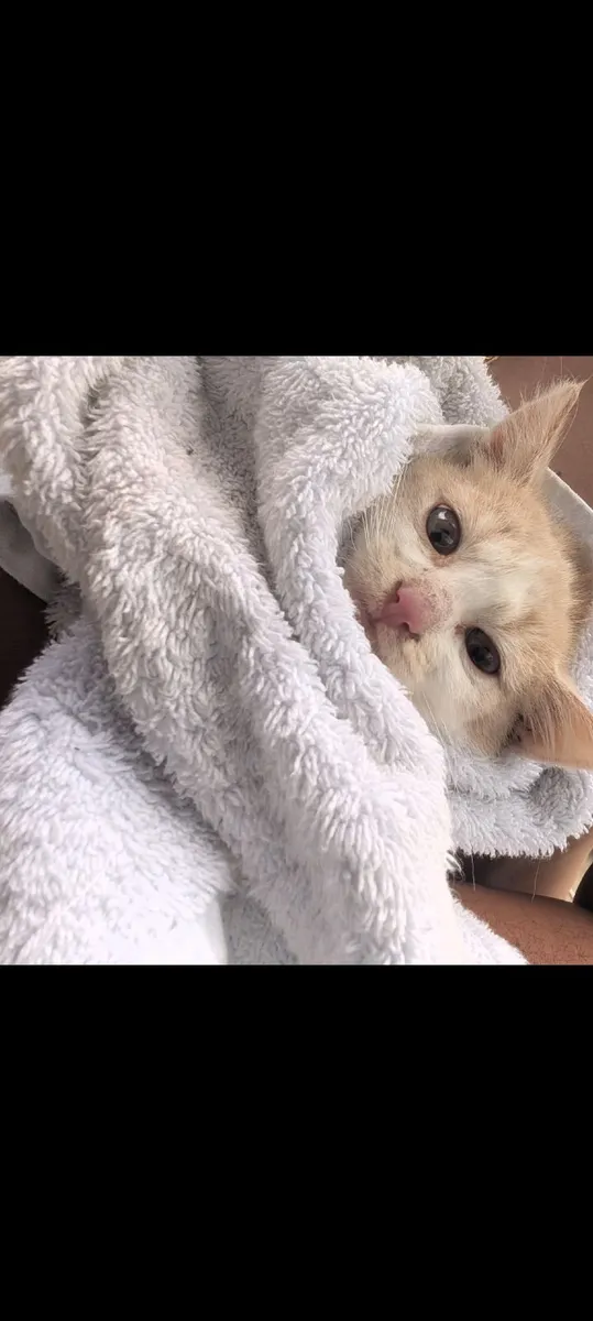 FREE Kittens to a good home - Image 3