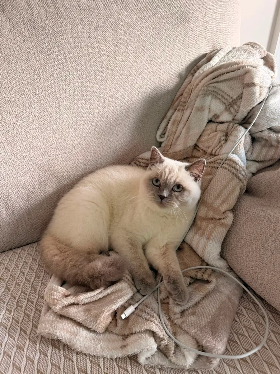 Britsh short kitten - Image 1