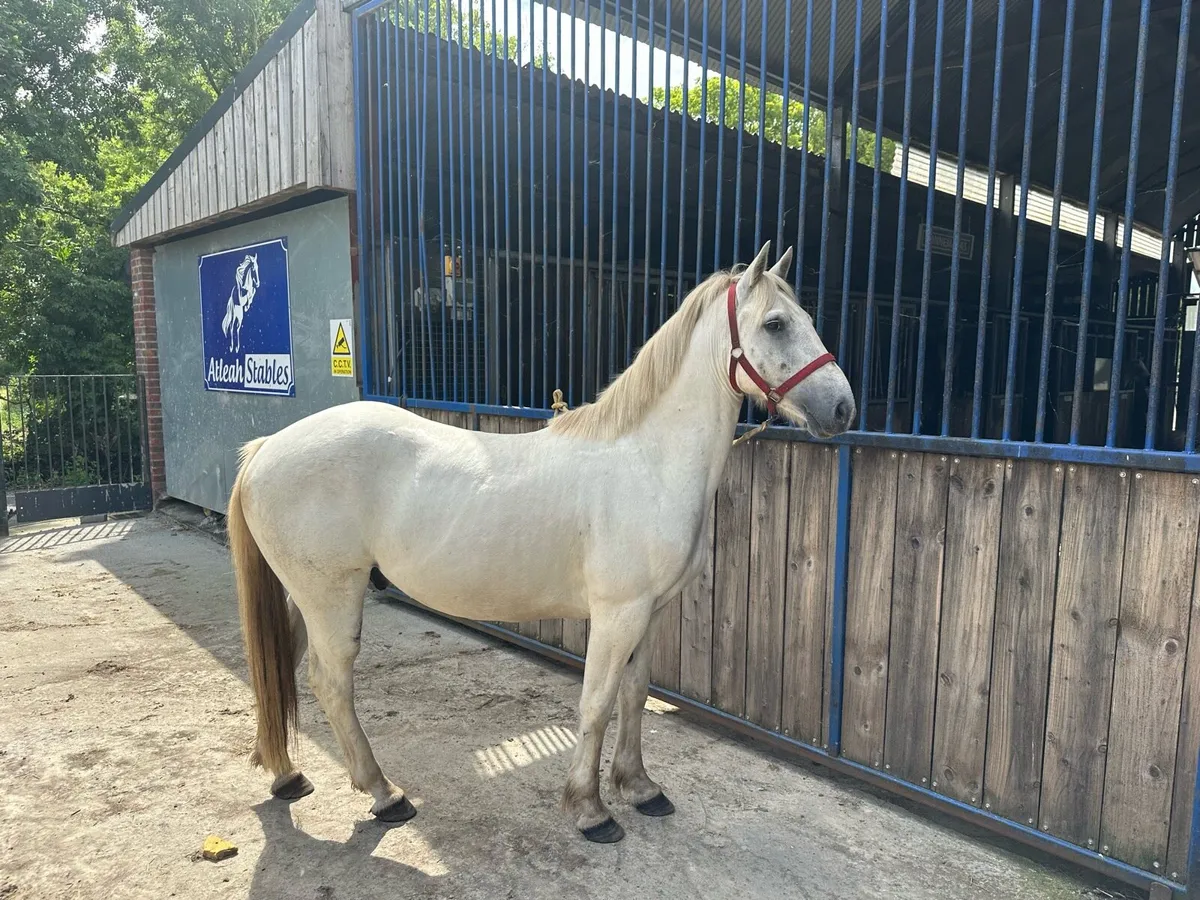 Stunning Conemara pony - Image 2