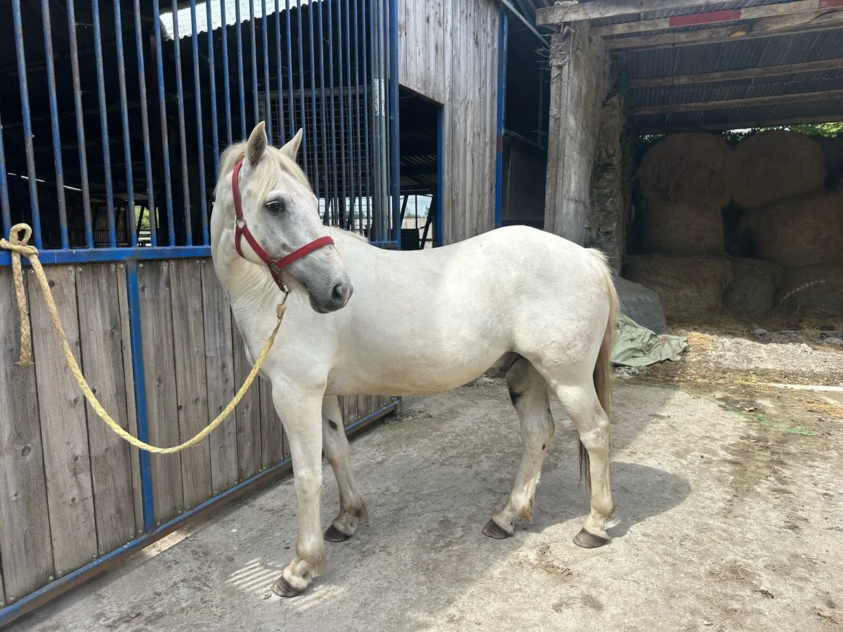 Stunning Conemara pony - Image 3