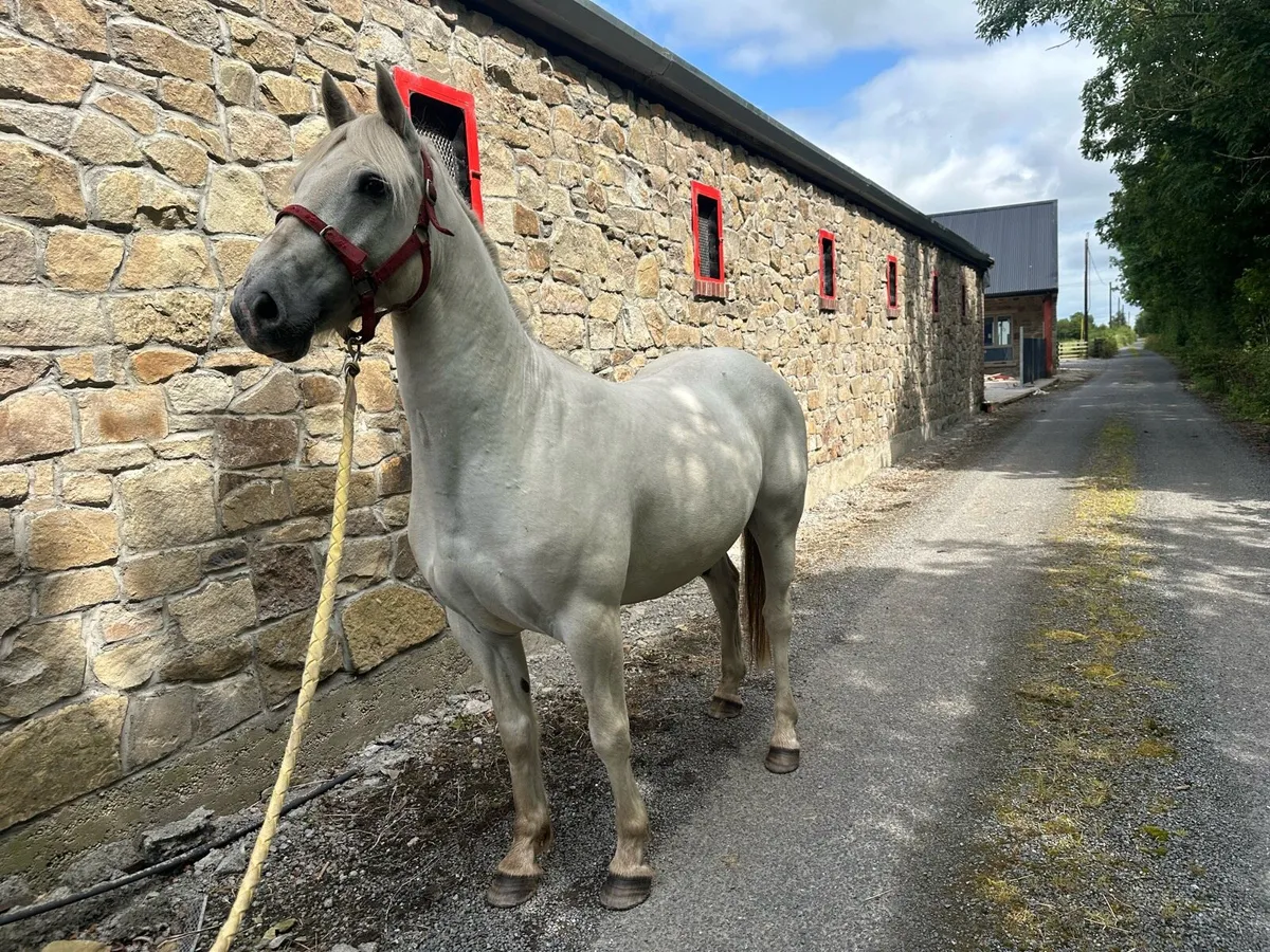 Stunning Conemara pony - Image 1